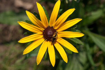 yellow flower and bee