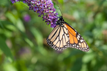 Danaus plexippus or Monarch butterfly clinging to a Buddleja davidii blossom