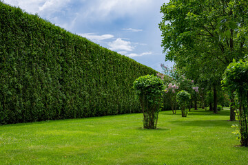 high hedge of evergreen arborvitae thuja near of a green turf lawn with a deciduous bushes landscape on a sunny summer day scenic place, nobody.