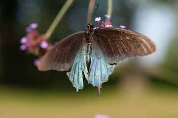 brown blue butterfly on verbena - bokeh background