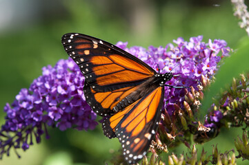 Danaus plexippus or Monarch butterfly on a violet Buddleja davidii blossom