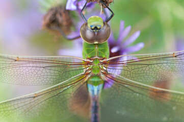 female green darner close up - detail from top view