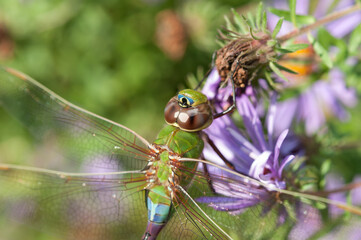 female green darner close up - detail of eyes and wings