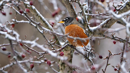 American robin in winter ice and snow covered cherry tree