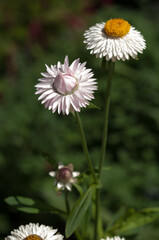 white Xerochrysum (also Bracteantha) known strawflower on a dark green background