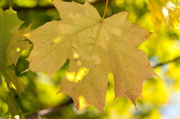 yellow maple leaf