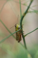 grasshopper