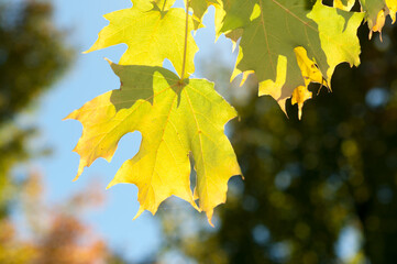 yellow maple leaves