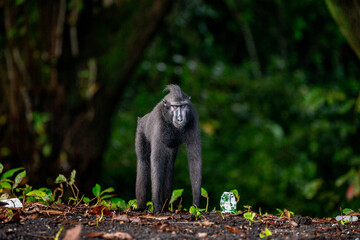 Celebes crested macaque is standing on the sand against the backdrop of the jungle. Indonesia. Sulawesi.