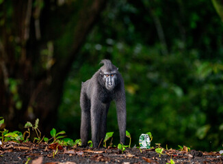 Celebes crested macaque is standing on the sand against the backdrop of the jungle. Indonesia. Sulawesi.