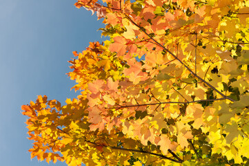 autumn maple leaves