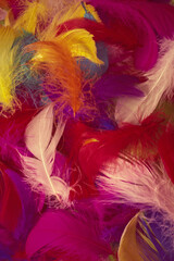 Colorful feather background.