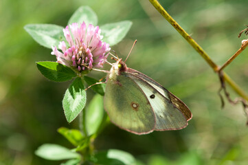 butterfly on a flower