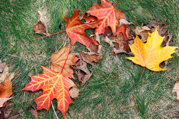 fallen autumn leaves
