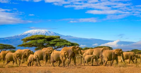 Papier Peint photo Kilimandjaro kilimanjaro et éléphants afrique kenya