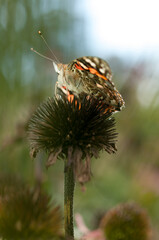 Vanessa cardui or commonly 