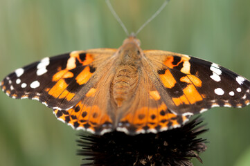 Vanessa cardui or commonly 