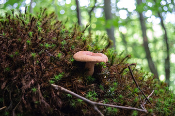 mushroom in the forest