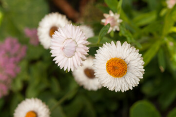 Obraz premium Xerochrysum blossoms up close