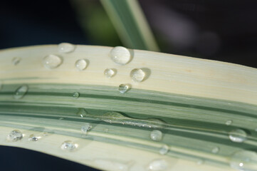 ornamental grass with drops of water