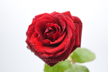 rosa rossa