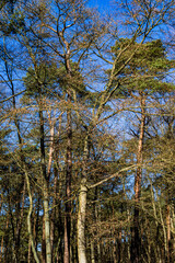 Wald im Frühling