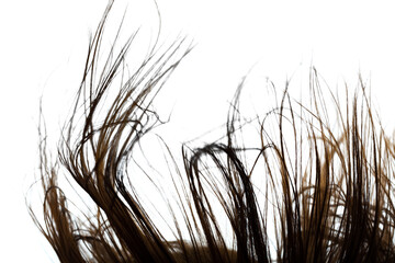 Abstract windy hair texture. Backlit silhouette on white background.