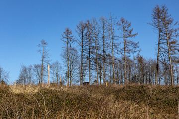 Toter deutscher Wald, auch die Lärchen sterben nun