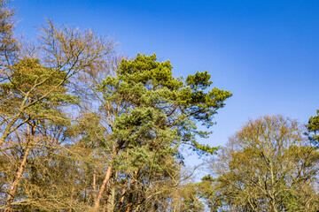 Baum im Frühling