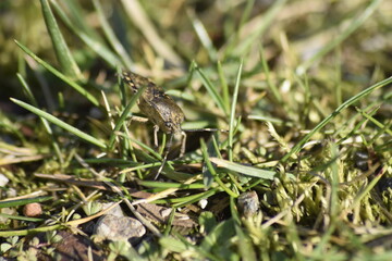 Naklejka premium Käfer