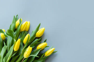 View from above yellow tulips on gray background. Mockup for womens day, 8 March. Flat lay style, top view, template, overhead. Greeting card