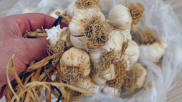 a bunch of dried garlic - lots of dried garlic heads,close-up dried garlic in a bunch,