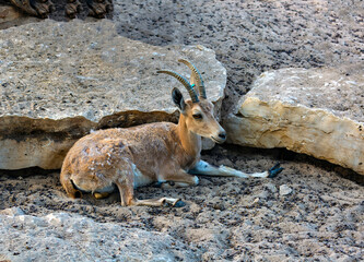 Cute mountain gazelle, Israel. Palestine mountain gazelle with horns looking down, running on a rock, smaller relatives of the antelope. Scientific name: Gazella gazella gazella. Goat on rock