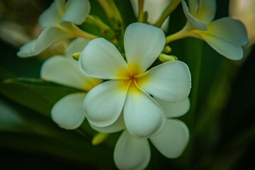 Obraz na płótnie Canvas plumeria frangipani flower
