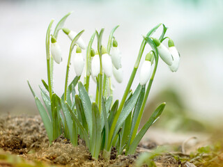 Snowdrop flowers. The concept of spring.