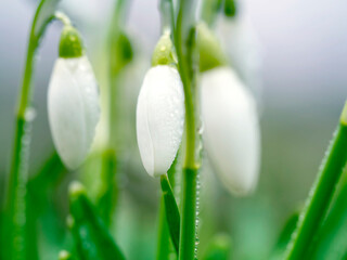 Snowdrop flowers. The concept of spring.