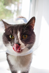 sick grey cat patient