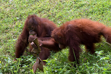 baby orangutan playing with his brother