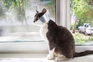 sick grey cat patient
