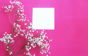 White thin inflorescences on a bright pink background. Festive flower arrangement. Background for a greeting card.