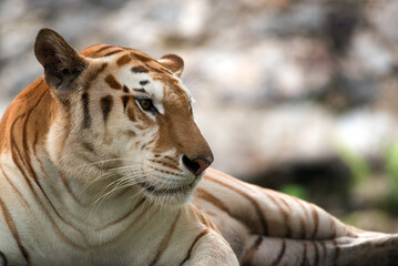 Portrait of a golden tiger