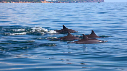 some dolphins riding in family very kids in river Tejo in Portugal