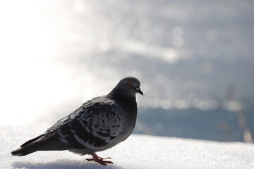 the silhouette of a dove in spring against the background of a frozen lake in the afternoon