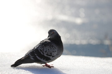 the silhouette of a dove in spring against the background of a frozen lake in the afternoon