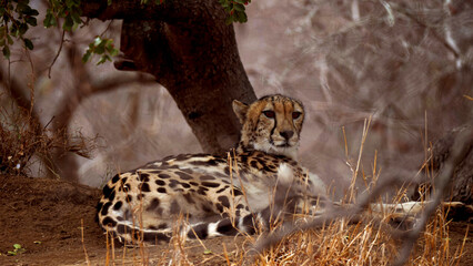 leopard resting with some calm and relax