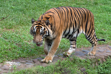 Naklejka na ściany i meble Sumatran tiger with curious looks