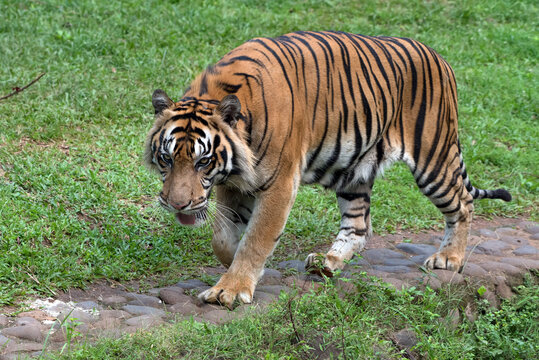 Sumatran tiger with curious looks