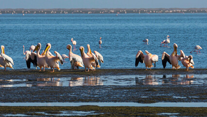 Curious pelicans in family with the river behind