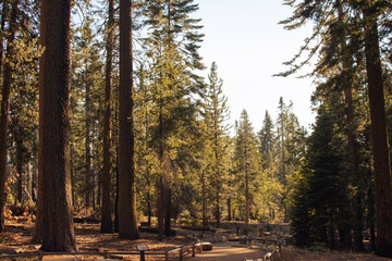 Autumnal natural landscape from Yosemite National Park, California, United States