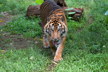 Sumatran tiger with curious looks